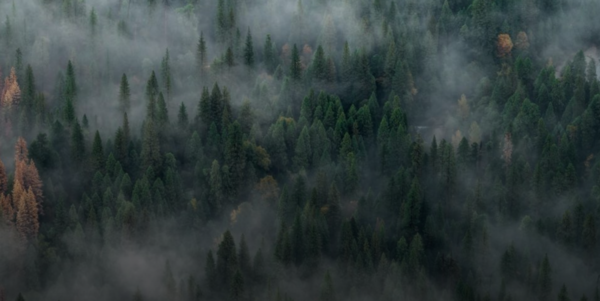 Minimal bench by a coastal garden path